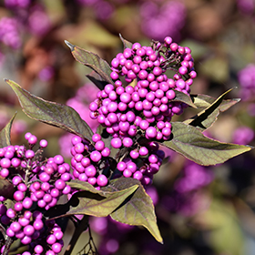 Plant Photo 6