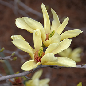 Plant Photo 9