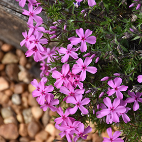 Plant Photo 4