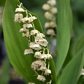 Plant Photo 7