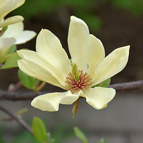 Plant Photo 7