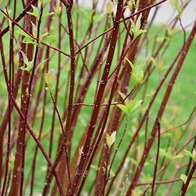 Plant Photo 9