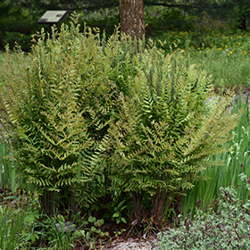 Plant Photo 5