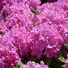 Plant Photo 5