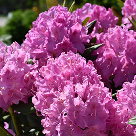 Plant Photo 6