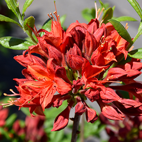 Plant Photo 9