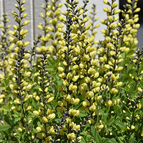 Plant Photo 6