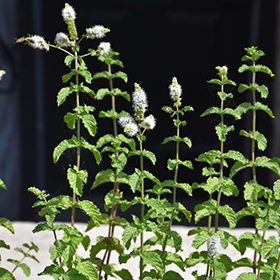 Plant Photo 7