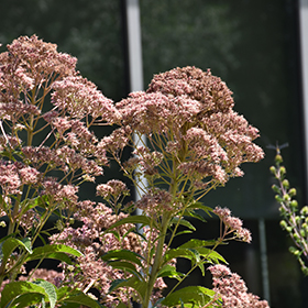 Plant Photo 4