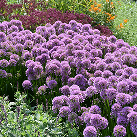 Plant Photo 4