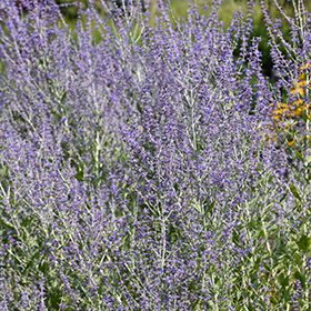 Plant Photo 7