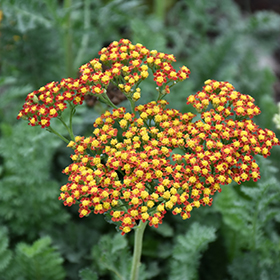 Plant Photo 2