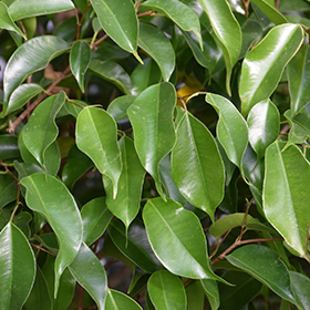 Plant Photo 7