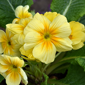 Plant Photo 8