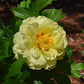 Plant Photo 7