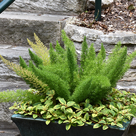 Plant Photo 5