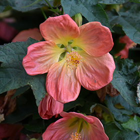 Plant Photo 2
