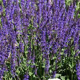Plant Photo 8