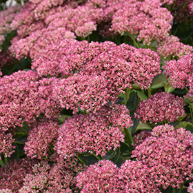 Plant Photo 1