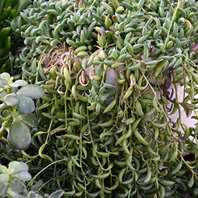 Plant Photo 1