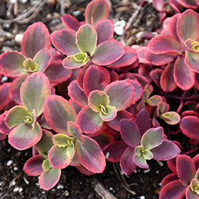 Plant Photo 1