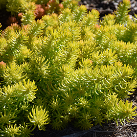 Plant Photo 9