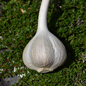 Plant Photo 6