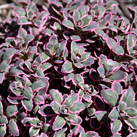 Plant Photo 6