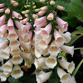 Plant Photo 1