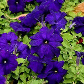 Plant Photo 10