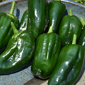 Plant Photo 7