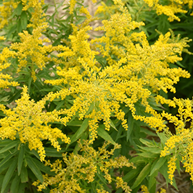 Plant Photo 4