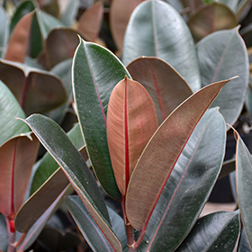 Plant Photo 9