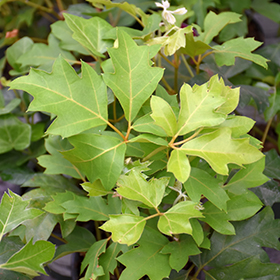 Plant Photo 4