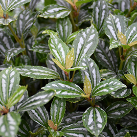 Plant Photo 7