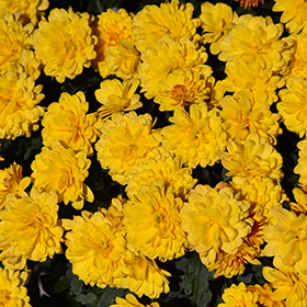 Plant Photo 8