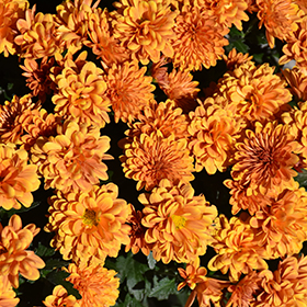 Plant Photo 9