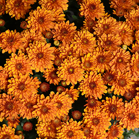 Plant Photo 6