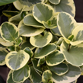 Plant Photo 9