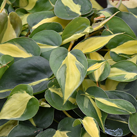 Plant Photo 5