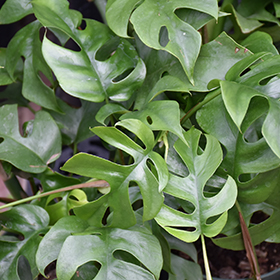 Plant Photo 2