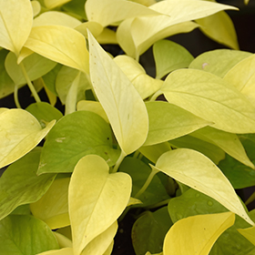 Plant Photo 9
