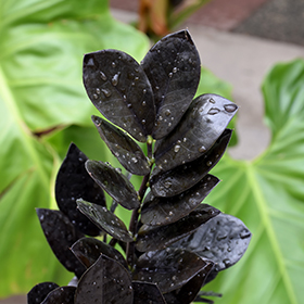 Plant Photo 5