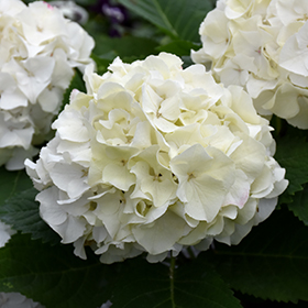 Plant Photo 1