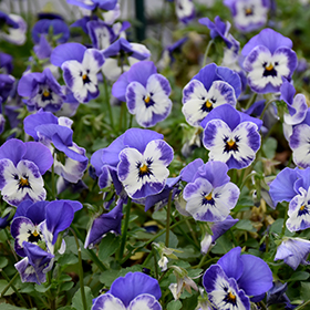 Plant Photo 5