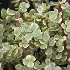 Plant Photo 4