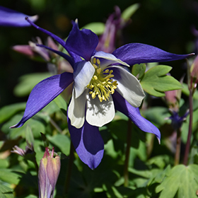 Plant Photo 9