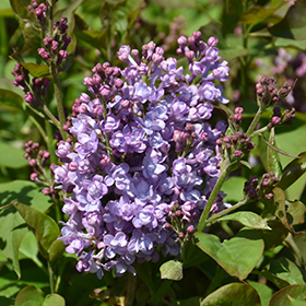 Plant Photo 7