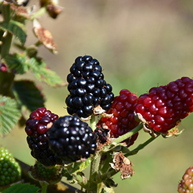 Plant Photo 10