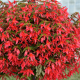 Plant Photo 10